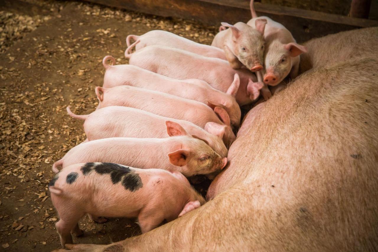 ホテル Gibb'S Farm カラトゥ エクステリア 写真